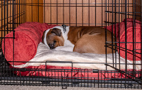 Photo of Ruby looking cosy in her new bed