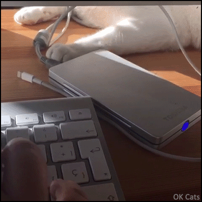 Funny Cat GIF • Girl trying to work on computer but her cat does not agree! [ok-cats.com]