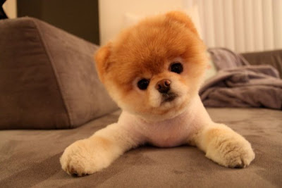 Meet Boo the Cutest Pomeranian Dog Seen On www.coolpicturegallery.us