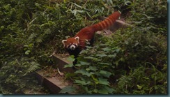 taking a walk on the wild side