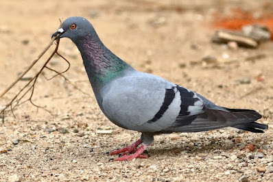 Rock Pigeon