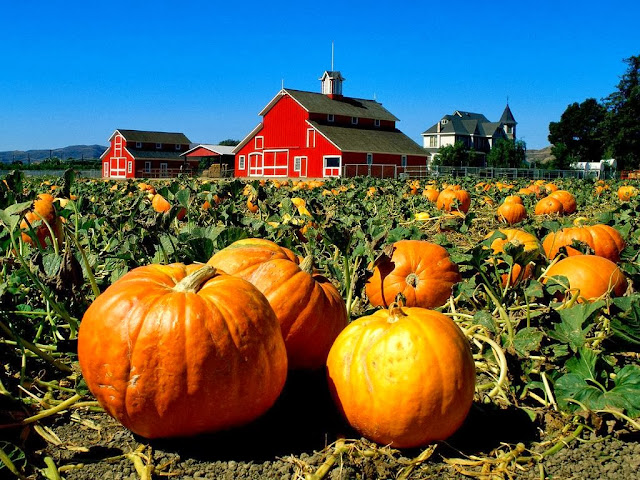 Pumpkin patch full of ripe pumkins on a sunny day