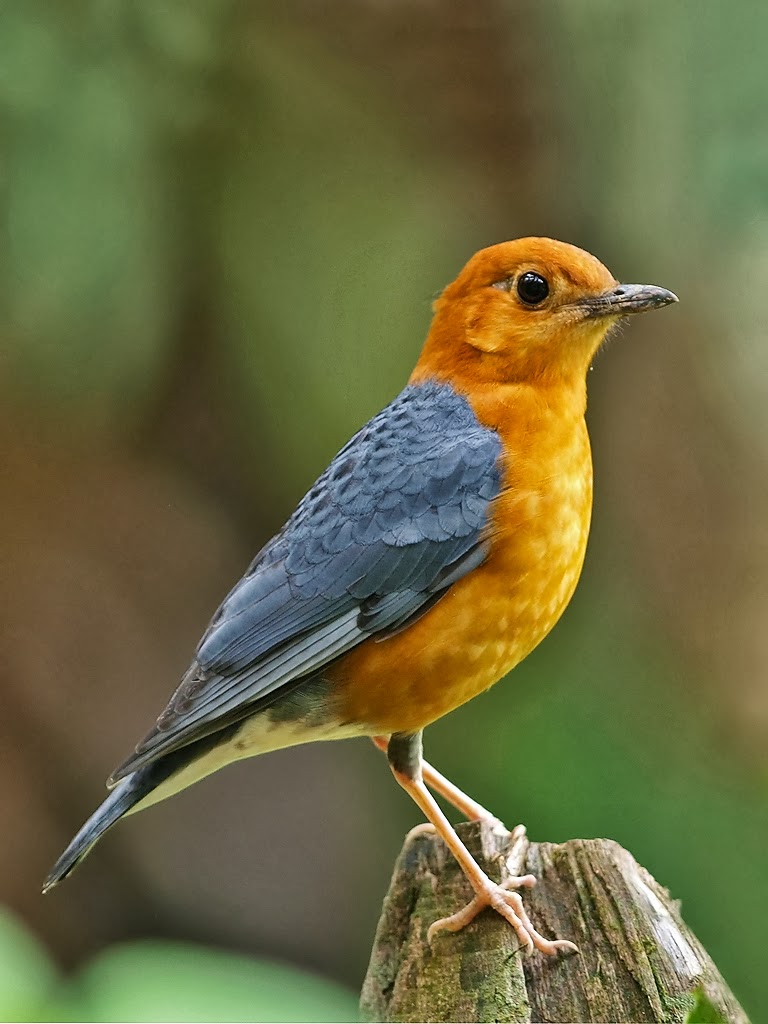 Konsep Terkini 32 Foto Burung