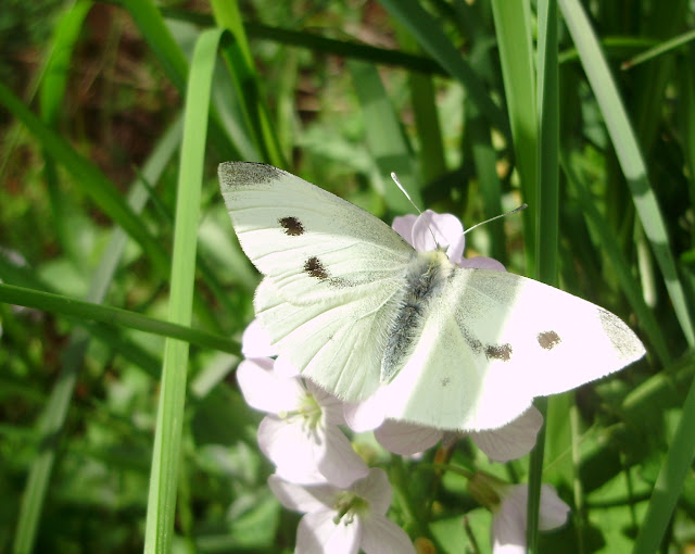 Pieris rapae hembra