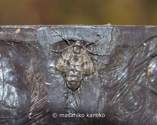 クロオビフユナミシャク♀