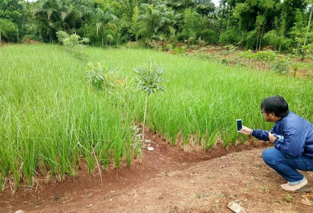 Jual bibit rumput vetiver | suplier-tanaman-hias