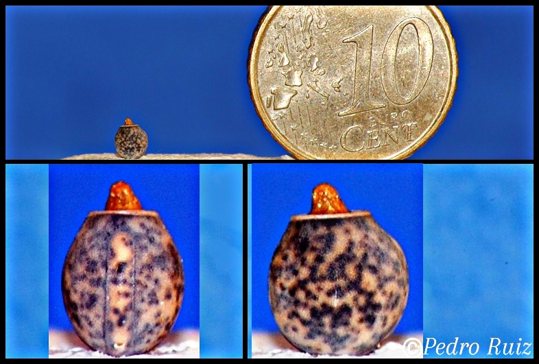 Huevo de Paramenexenus laetus