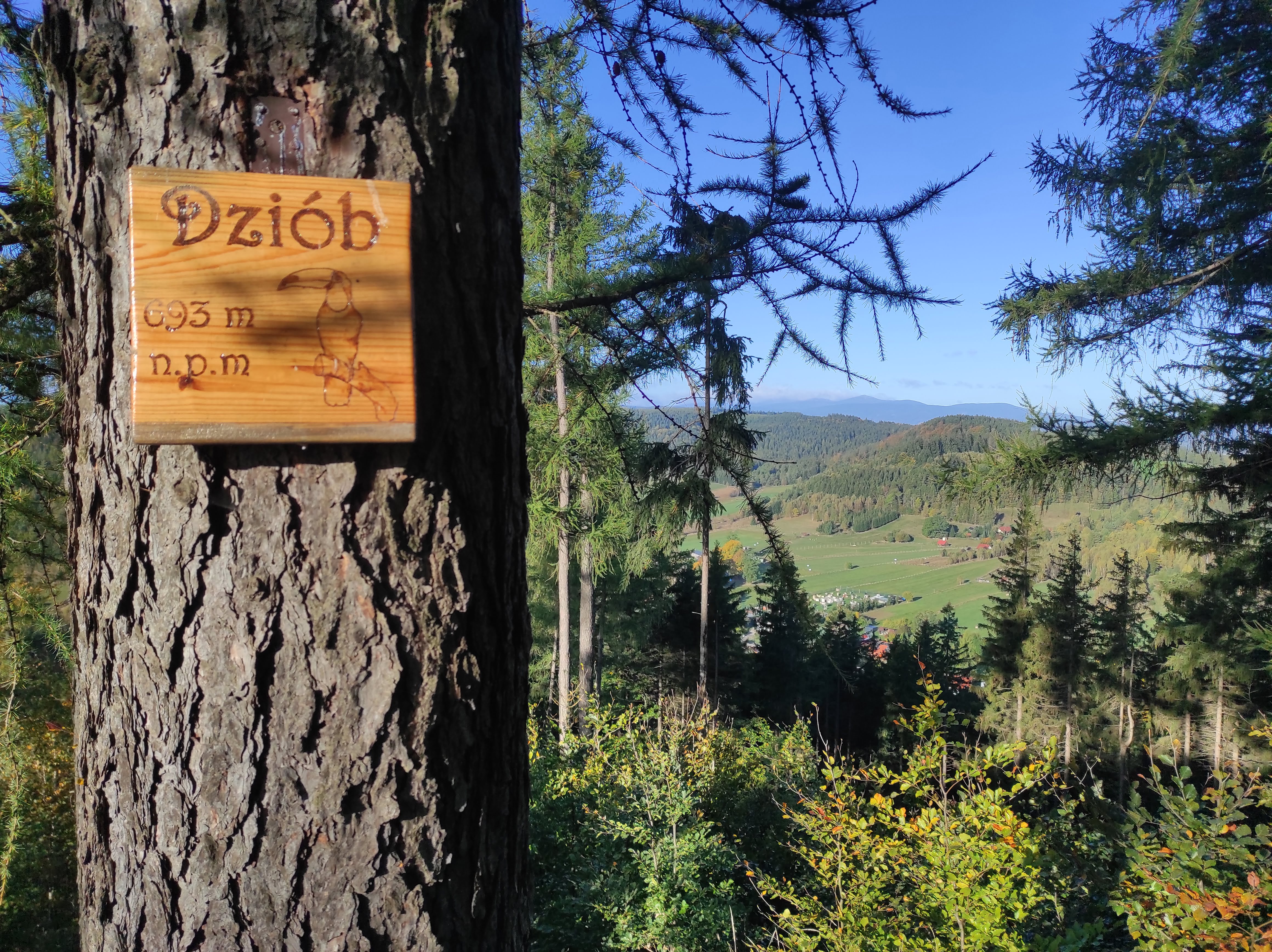 Gniazdo na wierzchołku góry Dziób (693 m np m)