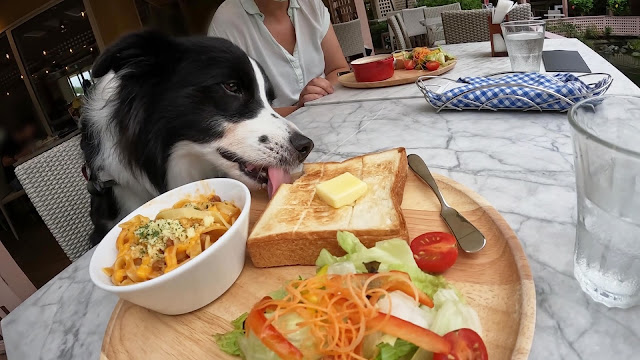 保護犬 ボーダーコリー トーマ 小谷流の里ドギーズアイランド