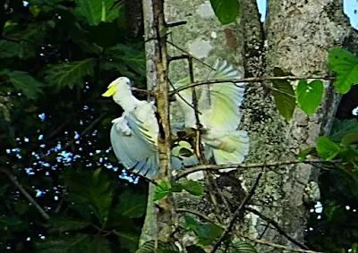 White cockatoo in the forest of Manokwari. Birding tour with tourist guide Charles Roring