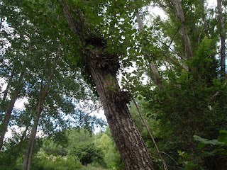 álamo negro o chopo negro - Populus nigra