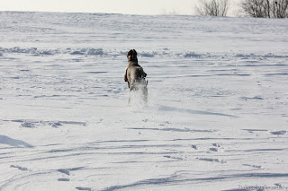 Italian Greyhounds winter