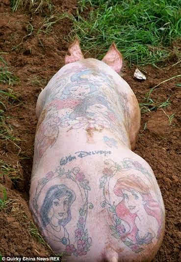 Skins of pigs tattooed with designer logos & other characters being sold for up to £55,000 a piece