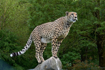 Cheetah (Big Cat).Endangered Species in Kenya