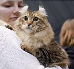 american curl cat