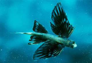 Flying Fish