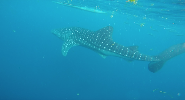 whale sharks oslob cebu philippines