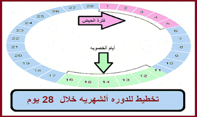 تخطيط للدوره الشهريه خلال 28 يوم