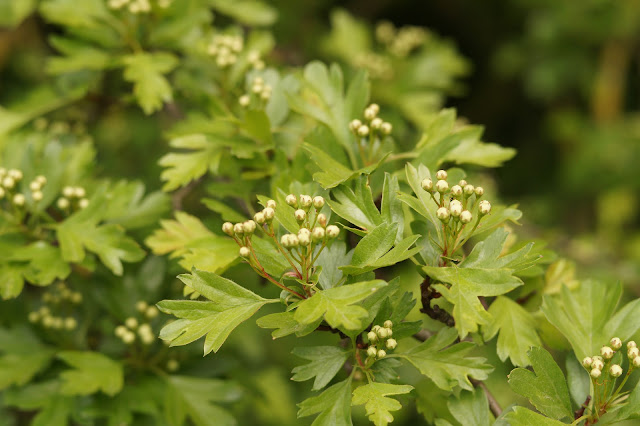 spring wildflowers in photographs