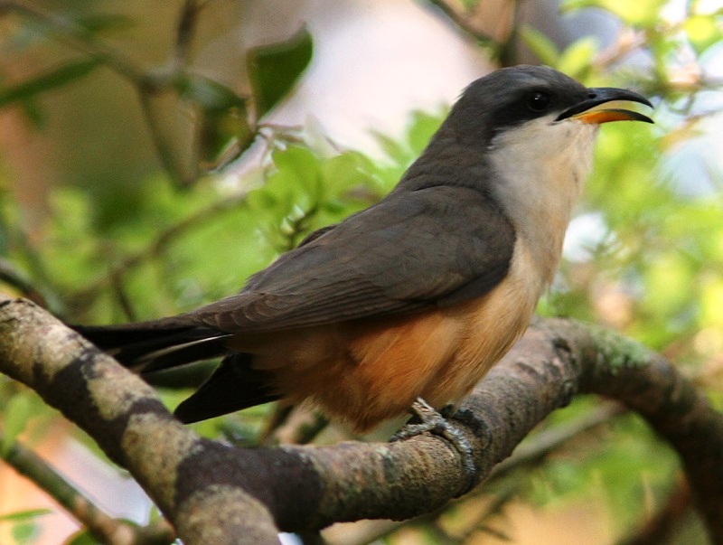 Cuckoo Bird, Birds