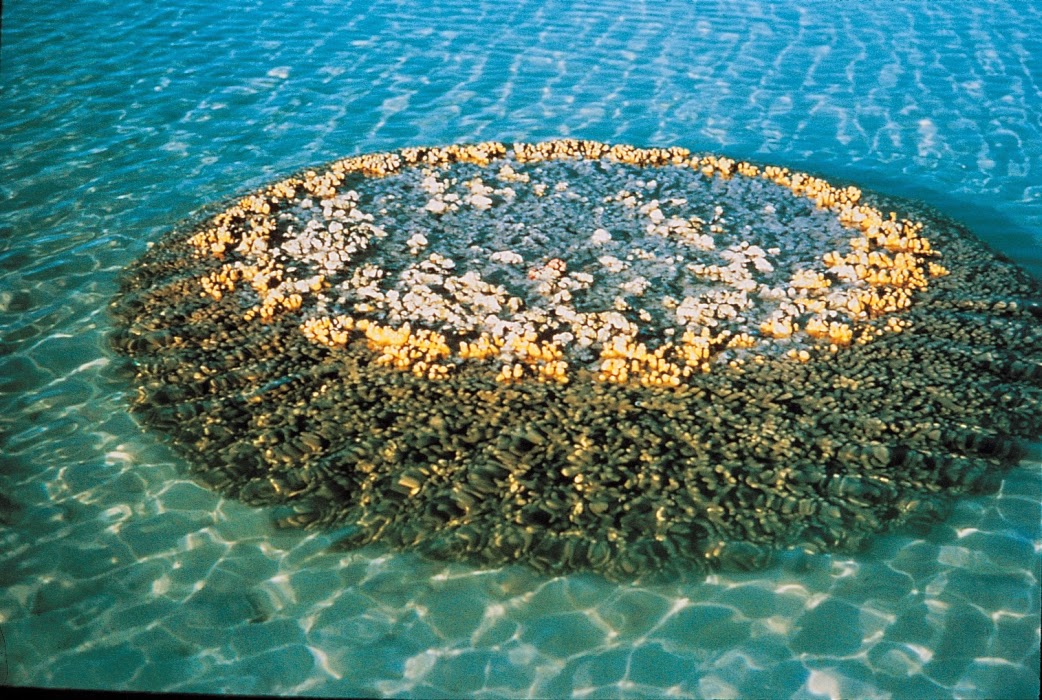 Great Barrier Reef: Kumpulan Terumbu Karang Terbesar di Dunia