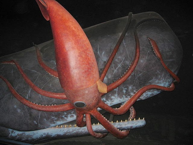 Giant squid fight