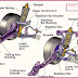 on video Suspension System Components