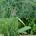 Cỏ gà - Couch Grass - Chiendent