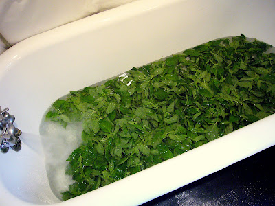 Tub of fresh basil