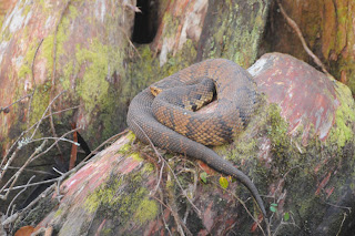 Eastern Cottonmouth at Audubon's Francis Beidler Forest by Mark Musselman