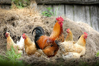  Setiap bisnis dan perjuangan yang telah sukses pastinya mempunyai diam-diam tersendiri cara menda Cara Beternak Ayam Kampung yang Cepat Berhasil, Praktis Dilakukan