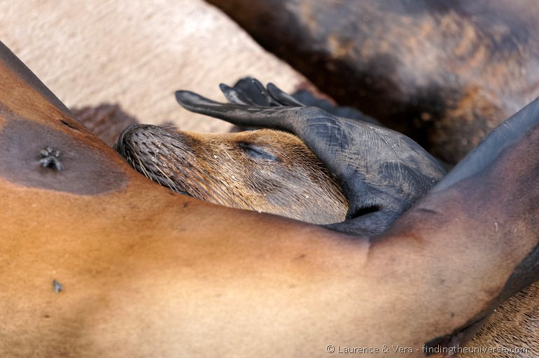 Seelöwin säugt Junges, Galapagos