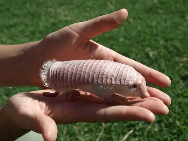 पिंक फेयरी आर्माडिलो (Pink Fairy Armadillo)