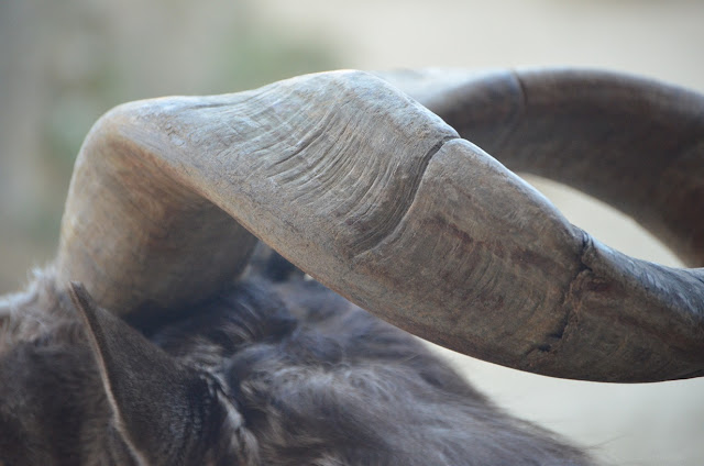 Close-up of the animal's spiral horn