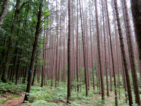 red pine plantation