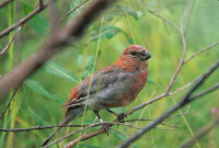 Pine Grosbeak Winter Finch