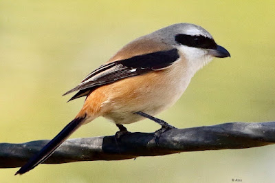 Long-tailed Shrike