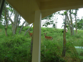 Deer behind our Sequim house