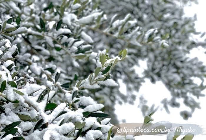 マドリードのオリーブの木の葉に積もる雪