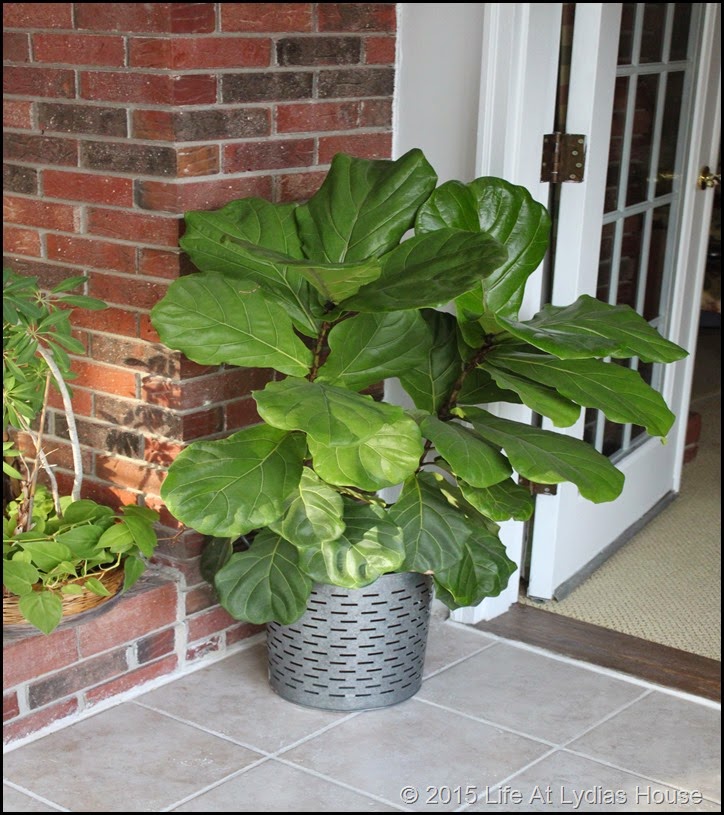 fiddle leaf fig tree winter b