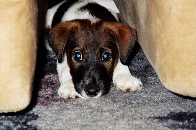 Smooth Fox Terrier