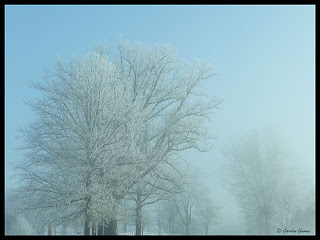 frost covered trees