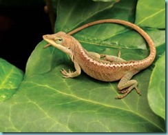 reptile