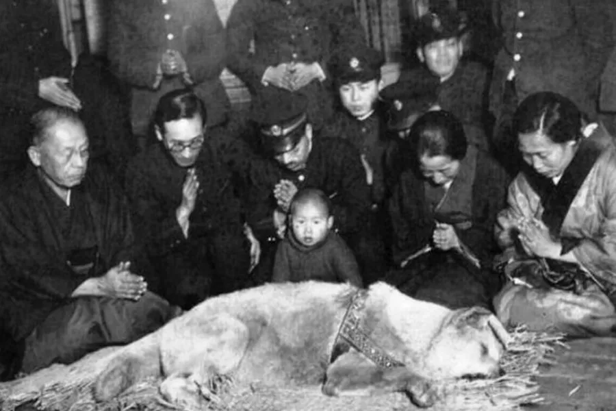 hachiko-historia