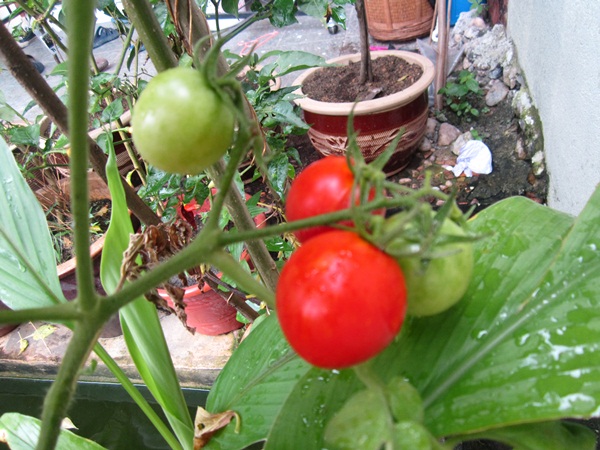 TanamSendiri.com -- Grow Your Own: Tanam Sendiri -- Tomato 