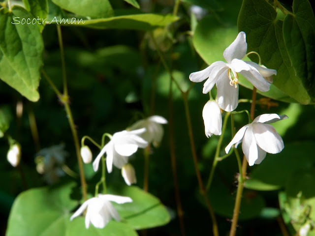 Epimedium diphyllum