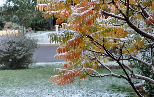 2012-10-05 snow (3)