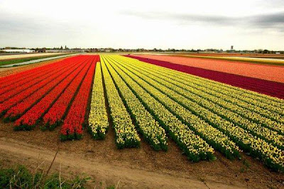 Tulip fields Netherlands