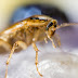 Kawalan serangga di rumah - Lebih jimat ambil kontrak setahun
berbanding sekali servis