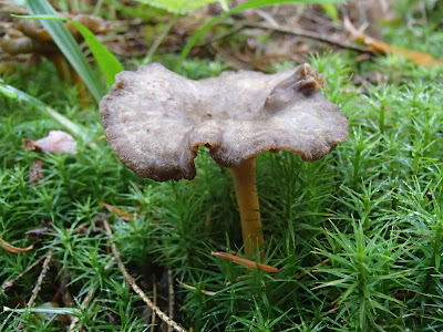 Pieprznik trąbkowy Craterellus tubaeformis